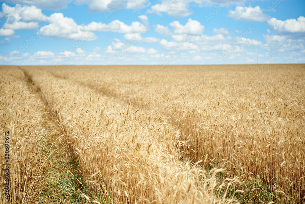 Landscape, field of ripe wheat with ruts from the tractor