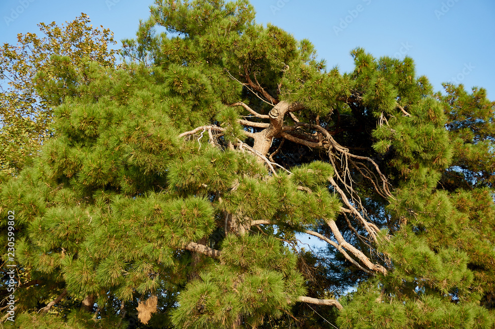 Pisundian pine (Pinus brutia pitiuson) on the embankment of the resort town of Gelendzhik. Summer. Clear sunny day.