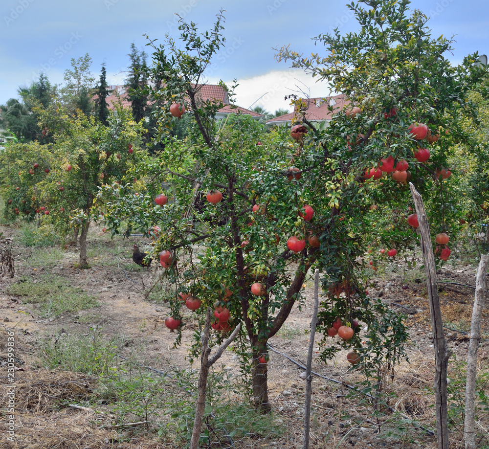 many pomegranate fruits grow on a pomegranate tree in the garden