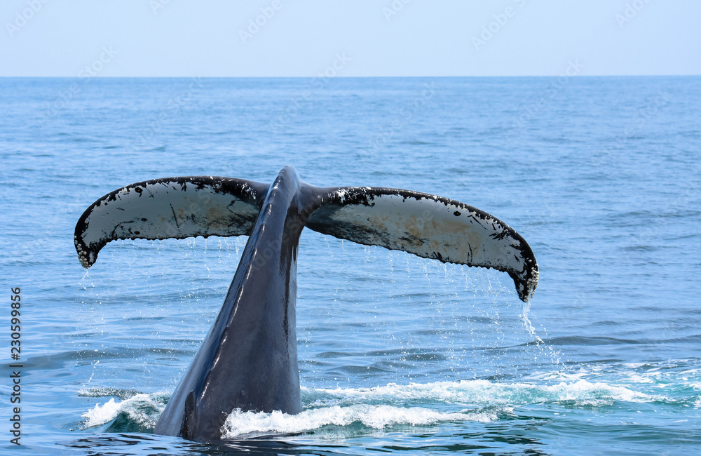 Obraz premium Big tail - Cape Cod, MA 2018