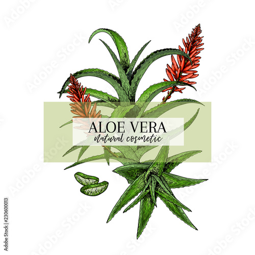 Hand drawn aloe vera branch and flower. Engraved vector banner. Moisturizing and healing. Food ingredient, aromatherapy, cooking. For cosmetic package design, medicinal herb, treating, healt care.
