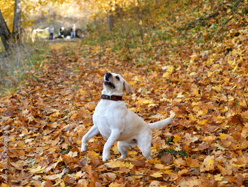 Golden labrador dog in the golden leaves.