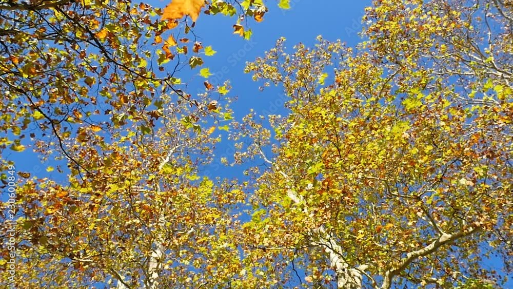 Colorful leaves of a plane tree are falling to the ground in autumn, slow motion, loopable Colorful leaves of a plane tree are falling to the ground in autumn, slow motion, loopable