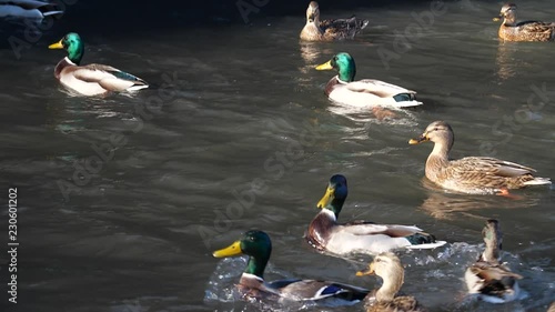 Ducks swim in the pond. Wild duck. Feeding the ducks