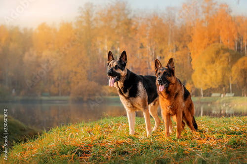 Tablou pe pânză German Shepherd Dog and East European Shepherd Dog for a walk in the autumn fore