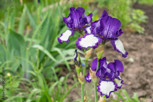Close-up view of an iris flower on background of green leaves and flower beds. Beautiful varietal Art Deco White, blue, violet garden irises. Selective focus