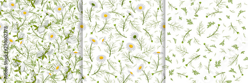 Seamless texture with summer camomiles