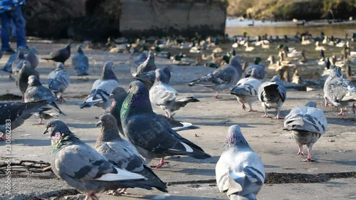 Pigeons in the Park. Birds. poultry feeding