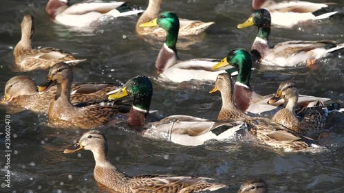 Ducks swim in the pond. Wild duck. Feeding the ducks