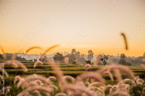 Scenic view of grass and rice fields.