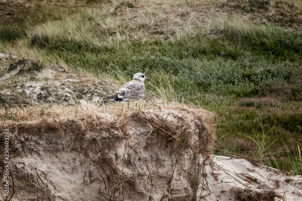 Obraz premium Küste