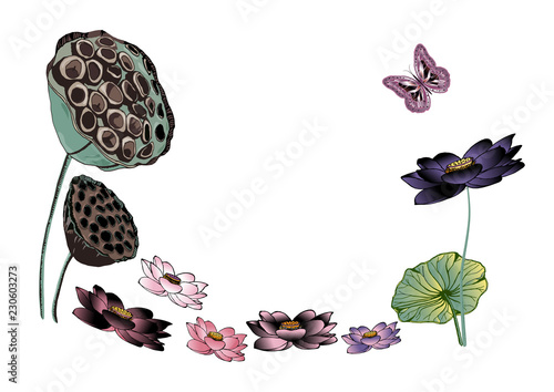 Hand drawn colorful nelumbo or lotus flowers, dried seed pods and flying butterfly. Illustration for greeting or invitation card, design.