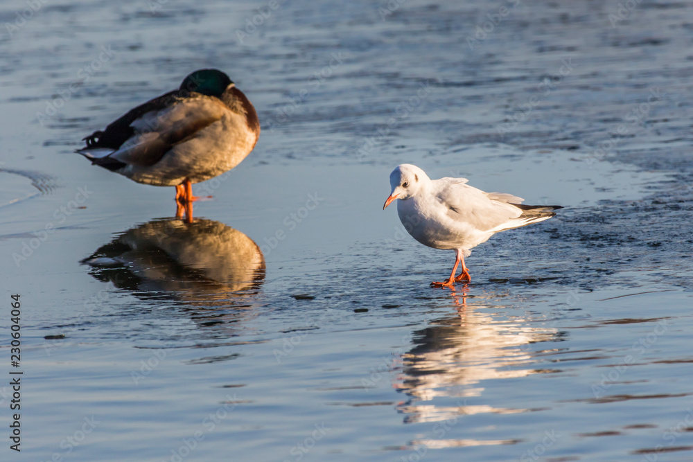 Lachmöwe (Larus ridibundus)