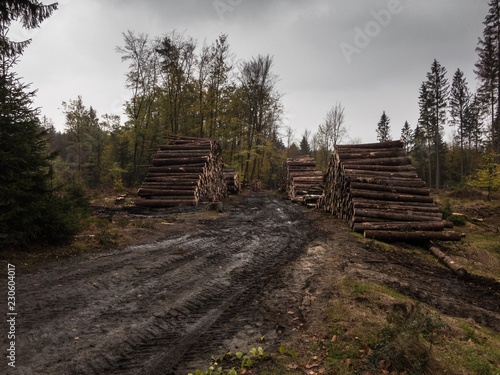 Deforested area