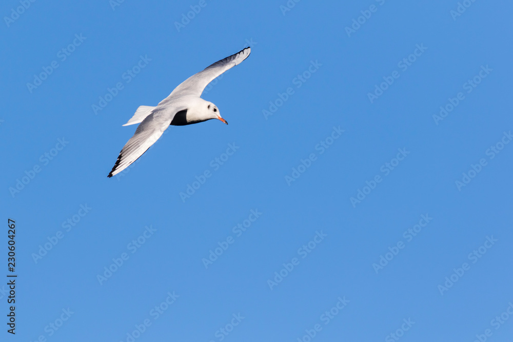 Lachmöwe (Larus ridibundus)