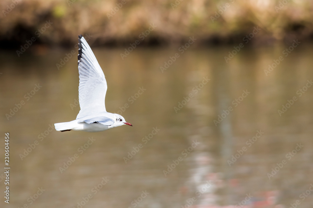 Lachmöwe (Larus ridibundus) Lachmöwe (Larus ridibundus)