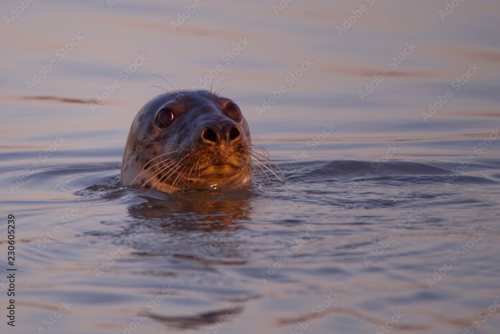 Fototapeta premium Portrait de phoques