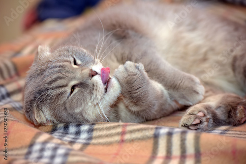 gray Scottish lop-eared cat photo