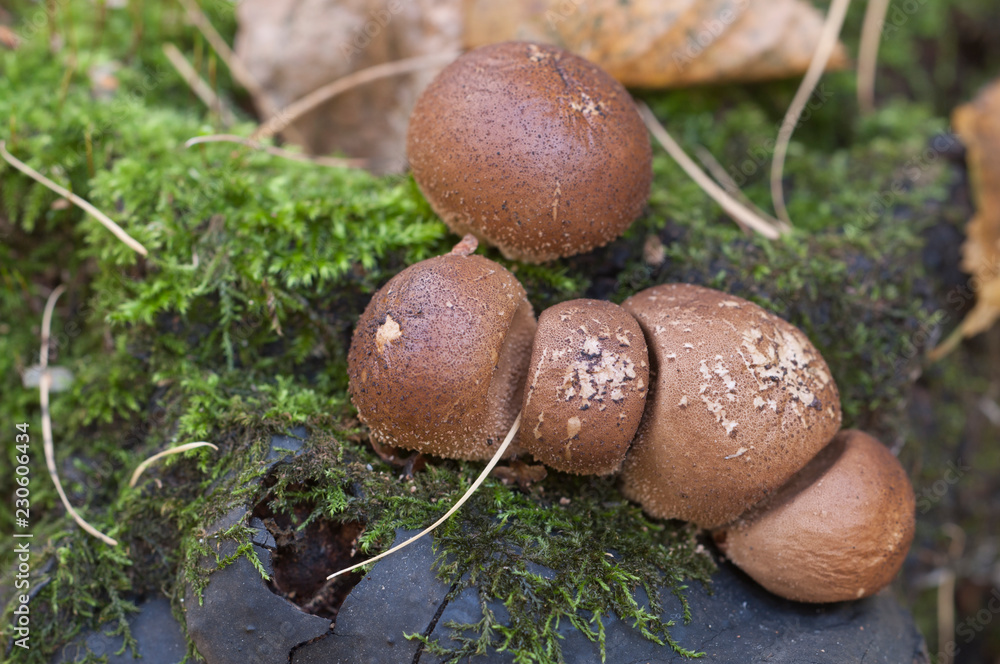 Puffball mushrooms on a stump Puffball mushrooms on a stump