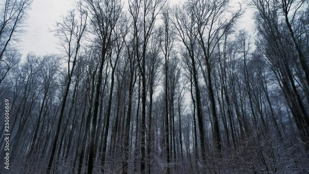 Panning shot of forest treetops in winter. It's snowing Panning shot of forest treetops in winter. It's snowing