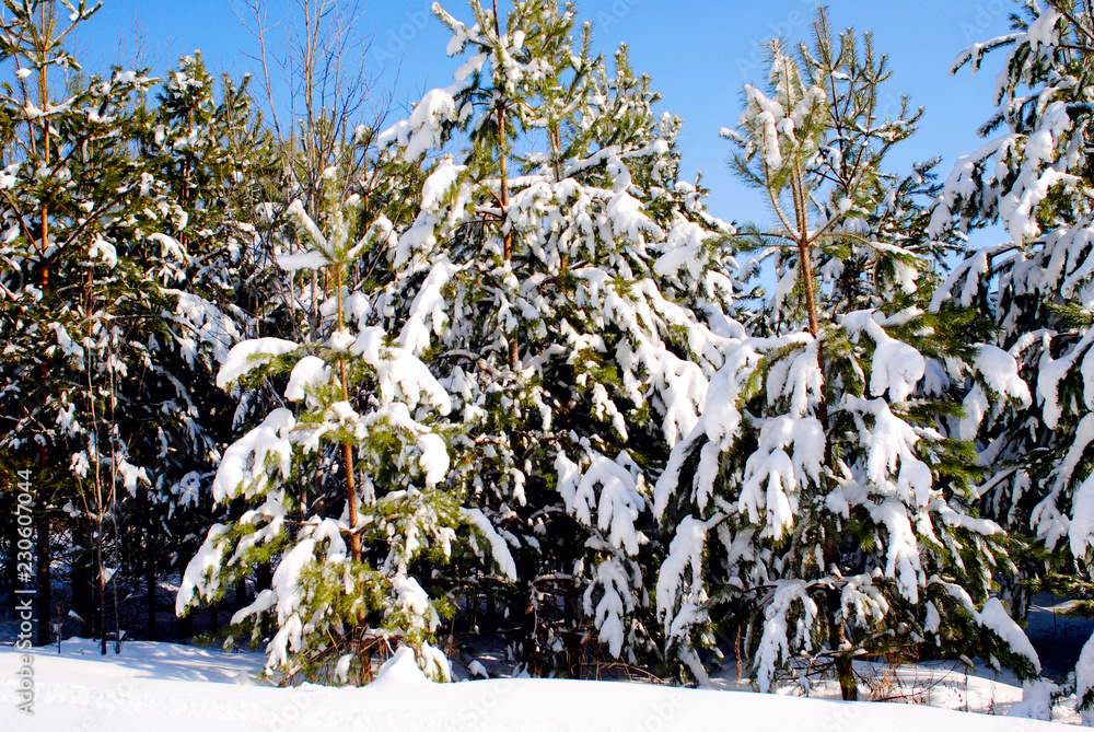 beautiful winter in the forest beautiful winter in the forest