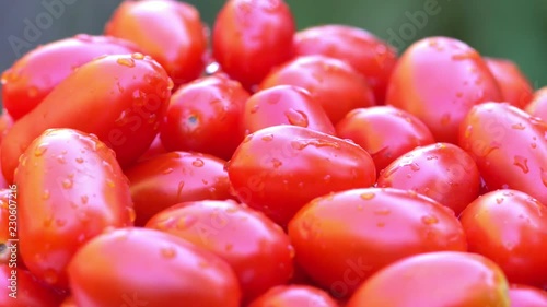 Wallpaper Mural Harvest of tomatoes. It is a lot of tomatoes on a rotary table. 4K. Torontodigital.ca
