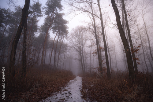Foggy path in the forest. Illak forest, Pannonhalma in Hungary