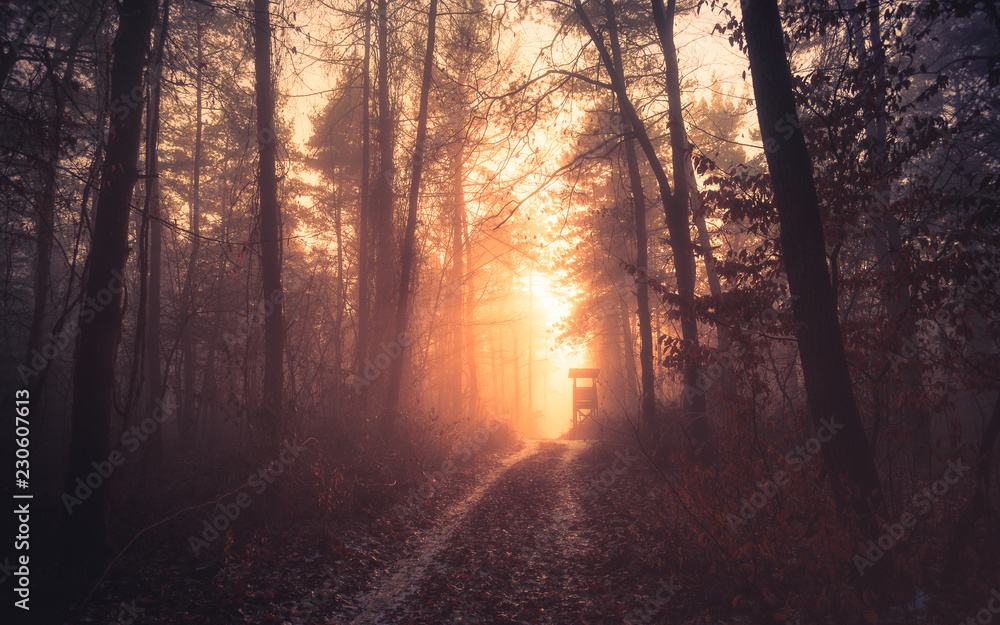 Obraz premium Sunset in deep foggy winter forest with path and hunter's lookout. Dark woods, fog and mist with sunset lights. Illak forest, Pannonhalma in Hungary