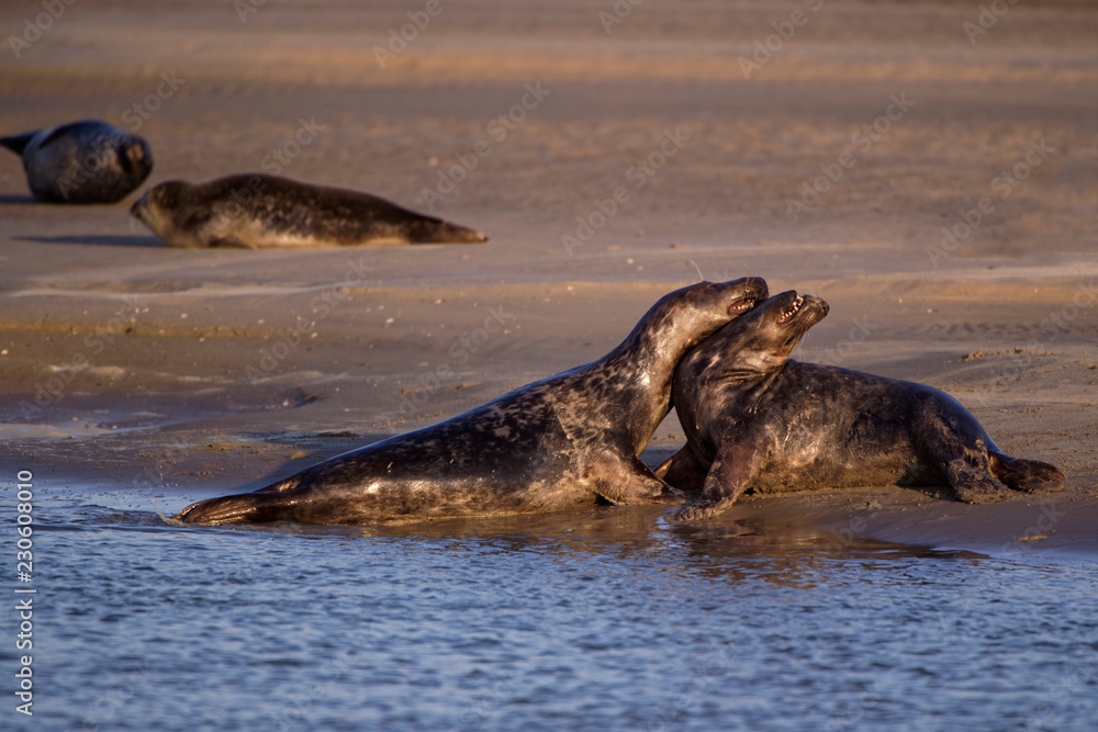 Obraz premium Combat de phoques
