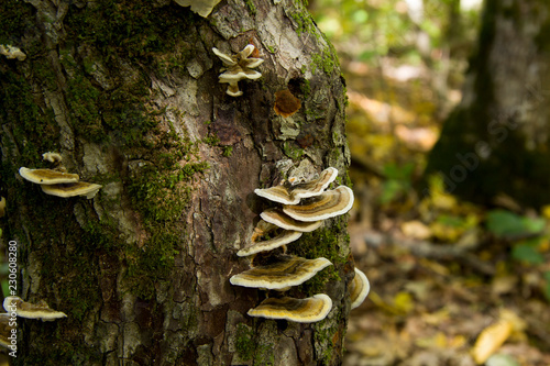 mushrooms on the tree