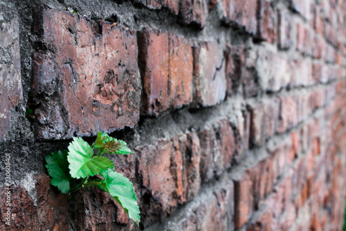 A small sprout sprouted in the masonry of the old wall