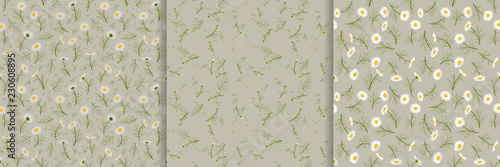 Seamless texture with summer camomiles