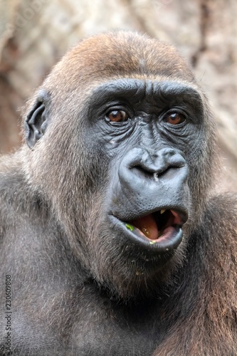 Young male gorilla