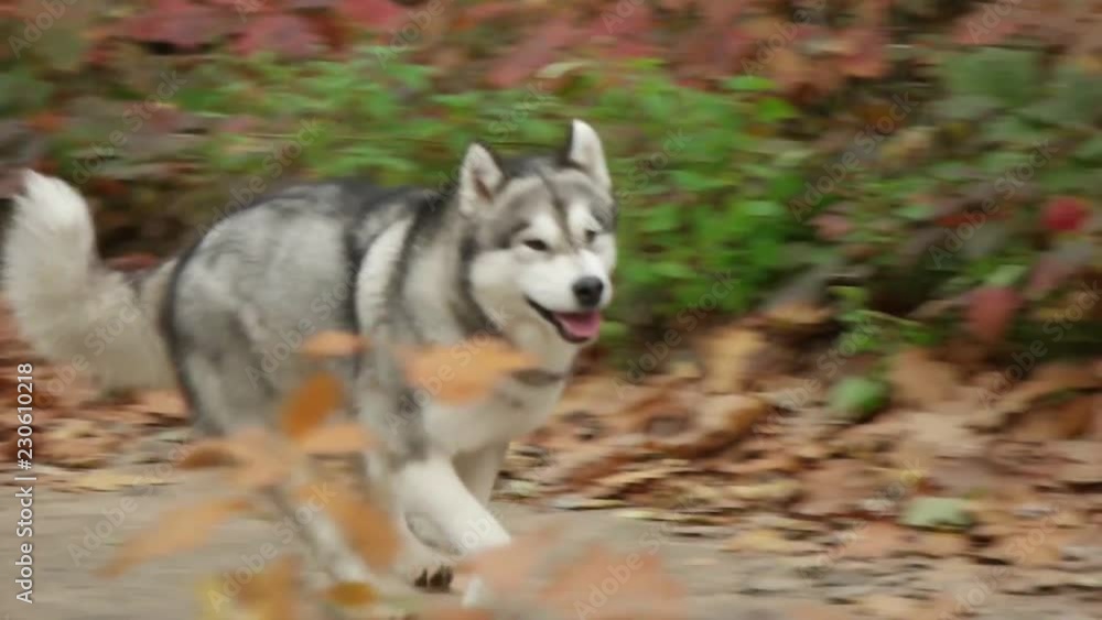 dog running through the autumn forest, slow motion, side view dog running through the autumn forest, slow motion, side view