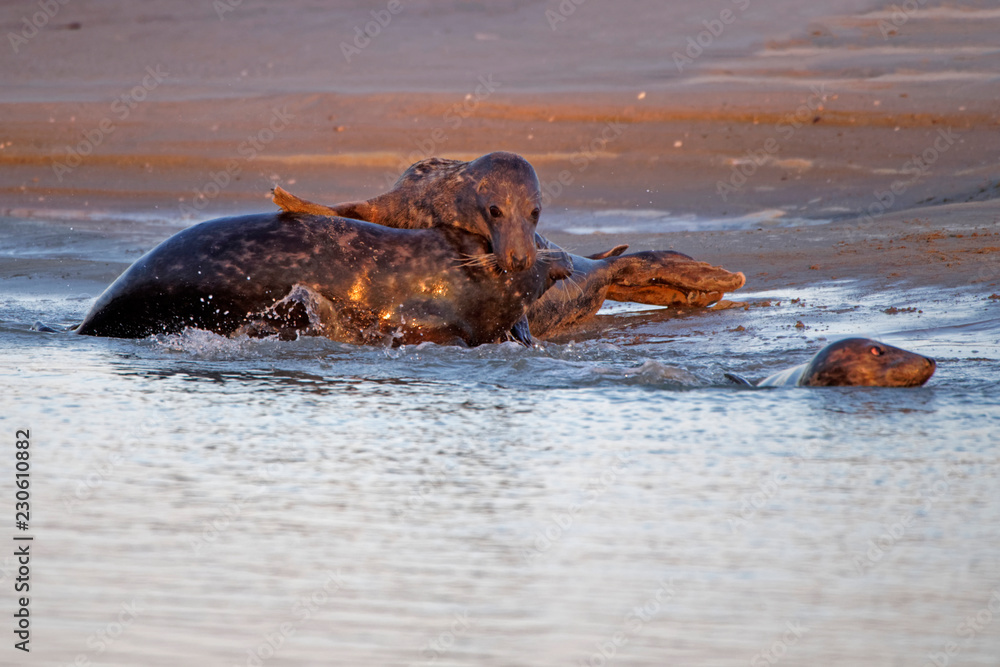 Fototapeta premium Combat de phoques