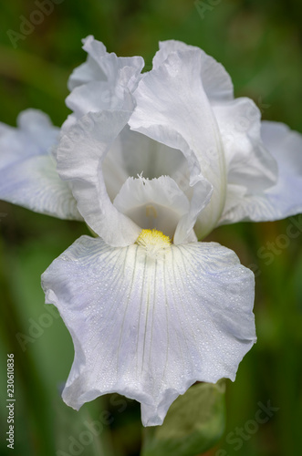 Fototapeta Naklejka Na Ścianę i Meble -  Pale Purple Iris Macro