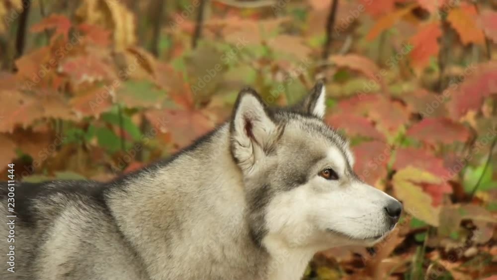 Malamute portrait in autumn park, slow motion, side view Malamute portrait in autumn park, slow motion, side view