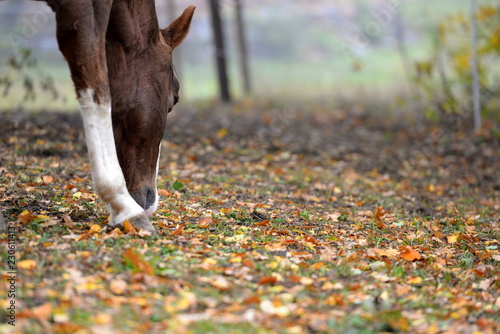 Fototapeta Naklejka Na Ścianę i Meble -  not good for horses, sorrel horse eating acorns