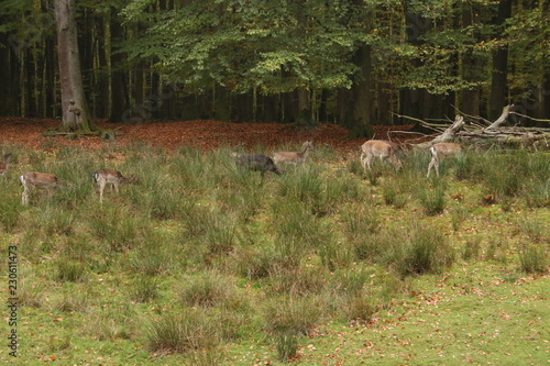 A pack of Sika deers in forrest