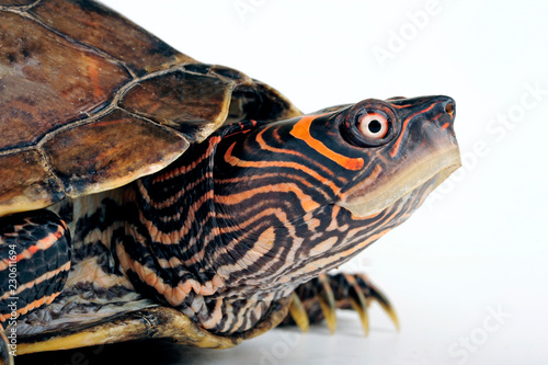 Falsche Landkarten-Höckerschildkröte (Graptemys pseudogeographica kohnii)  - Mississippi Map Turtle photo