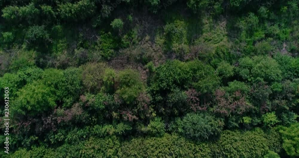 Treetops, branches. Drone Shot. Orthogonal. Woods, forest Treetops, branches. Drone Shot. Orthogonal. Woods, forest