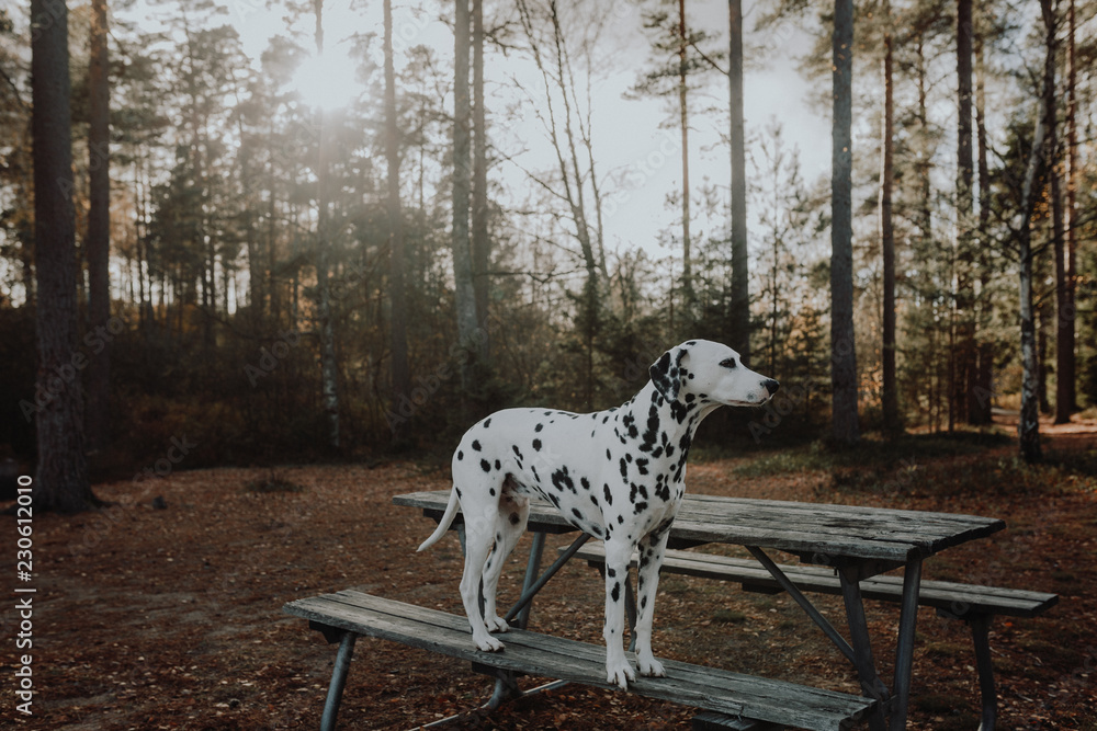 Cute Dalmatian Dog In The Forest During Sunrise / Dalmatiner im Wald bei Sonnenaufgang