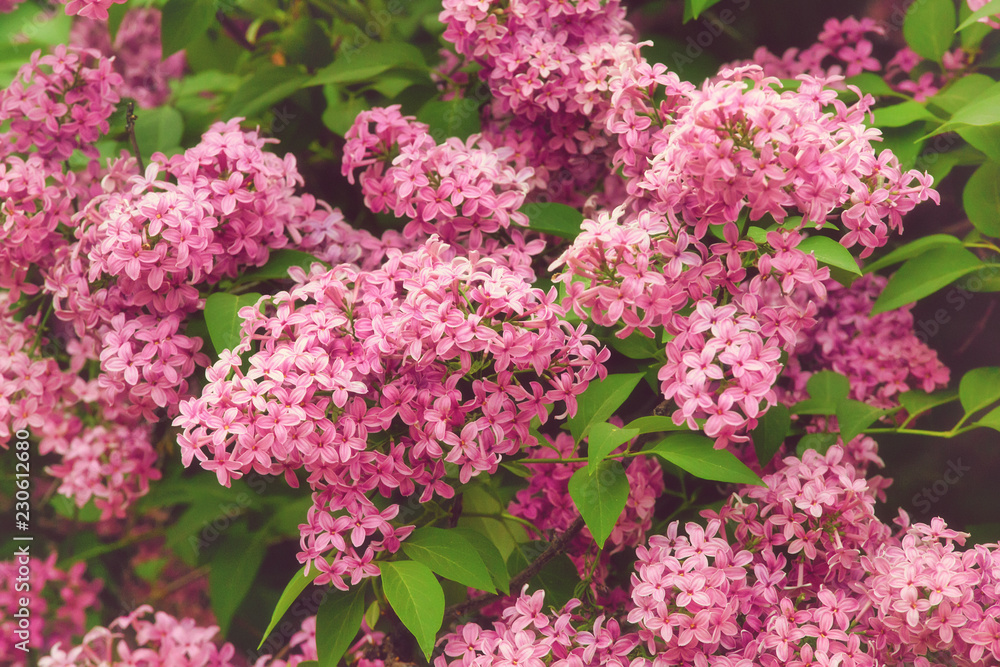 Blooming lilac, springtime floral background Blooming lilac, springtime floral background