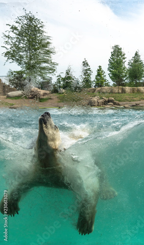 Polar bear (Ursus maritimus) playing - jumping in water. Polar bears are excellent swimmers and often will swim for days. They may swim underwater for up to three minutes to approach seals on shore.