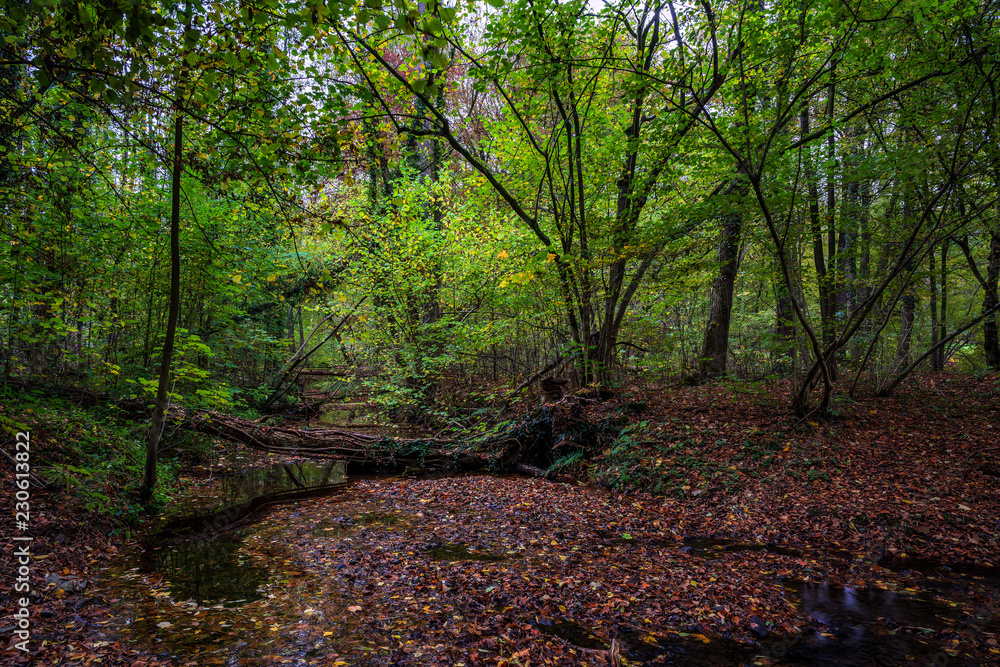 Fototapeta premium path in the forest