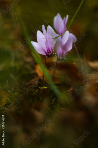 Wild Cyclamen growing in Kotor mountains Montenegro 2018