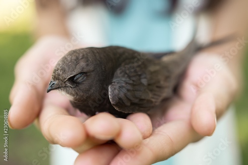 Human and the animal connection. The concept of trust and friendship. Bird in woman hands outdoors on nature. Black martin or Common Swift.