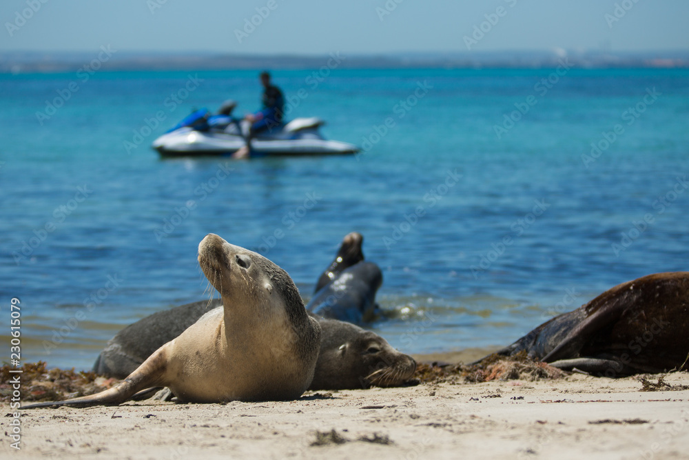 Fototapeta premium Sea Lions