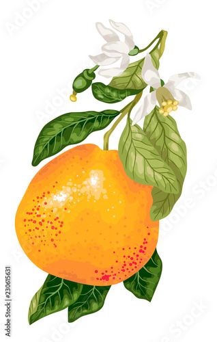 Grapefruit with blooming flowers on the branch of citrus tree in vector