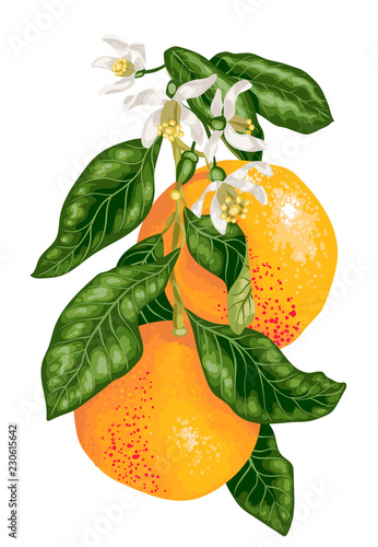 Grapefruit fruits with blooming flowers on the branch of citrus tree in vector